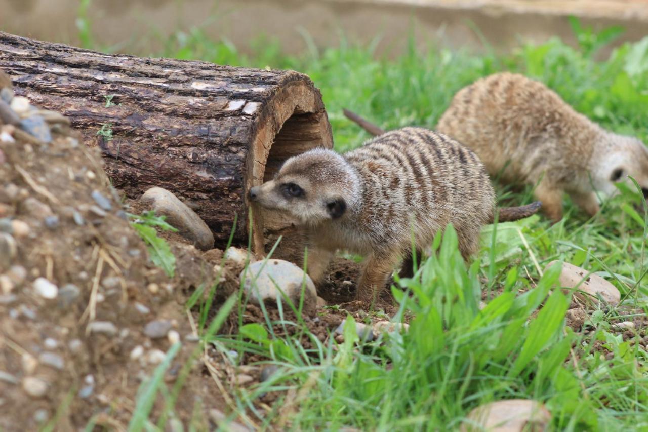Zoopark Zelcin Villa Melnik Bagian luar foto